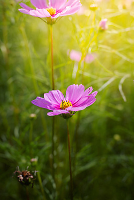 포토 JPG 해외이미지 식물 디자인 계절 꽃잎 꽃 분홍색 꽃다발 백그라운드 꽃무늬 패턴 자연 사람없음 초록색 컬러풀 보라색 봄 성장 벚꽃 신선 질감 만들기 내추럴 해외202004 해외포토 컬러 무늬 모션 생태계 파일형식