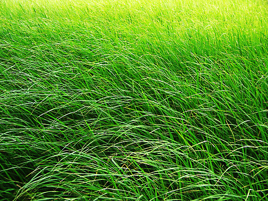 포토 JPG 해외이미지 식물 풍경 근접촬영 잔디 사람없음 야외 초록색 해외202004 해외포토 뷰포인트 컬러 파일형식