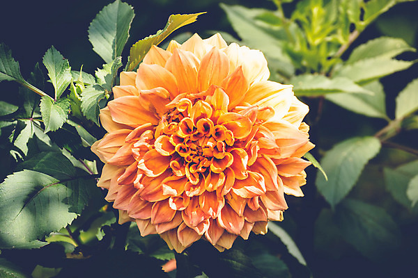 포토 JPG 해외이미지 식물 꽃잎 꽃 줄기 분홍색 잎 꽃무늬 자연 사람없음 야외 초록색 여름 햇빛 장미 정원 벚꽃 원예 내추럴 해외202004 해외포토 계절 컬러 무늬 취미 태양 생태계 파일형식