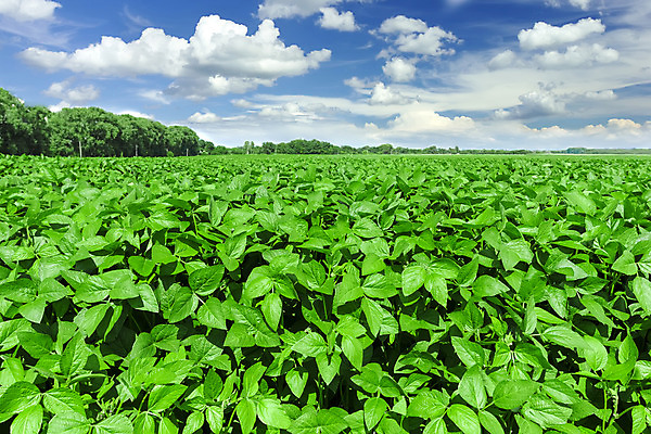 포토 JPG 해외이미지 식물 계절 산업 지구 줄기 잎 밭 농업 채소 자연 하늘 콩 풍경 사람없음 초록색 여름 파란색 농작물 농장 농경지 환경 정원 경작 농사 봄 수확 성장 시골 땅 조경 장면 대두 밭일 세련 해외202004 해외포토 컬러 곡류 생태계 파일형식