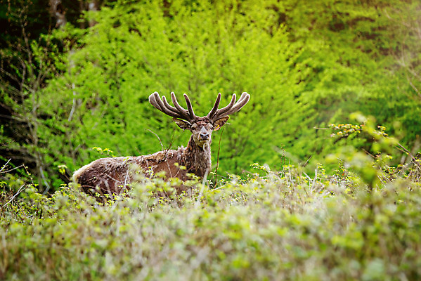 포토 JPG 해외이미지 나무 동물 응시 계절 여자 남자 야생동물 컨셉 잎 포유류 자연 털 뿔 사람없음 야외 초록색 컬러풀 갈색 환경 달러 힘 활발 코트 가을 황무지 숲 바퀴자국 꼬리 귀 조심 지휘 서식지 내추럴 삼림지대 신중 아기사슴 암사슴 웅장함 해외202004 해외포토 식물 시선 새끼 컬러 돈 자국 사슴 사람 신체부위 외투 암컷 생태계 파일형식