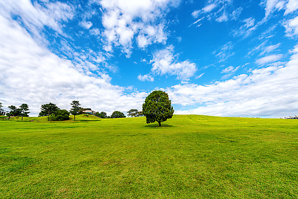 포토 JPG 주간 나무 구름 공원 하늘 서울 한국 풍경 잔디 사람없음 야외 도시풍경 맑음 도시 국내여행 올림픽공원 전경 국내포토 자연요소 식물 공공시설 아시아 여행 날씨 파일형식 탑뷰
