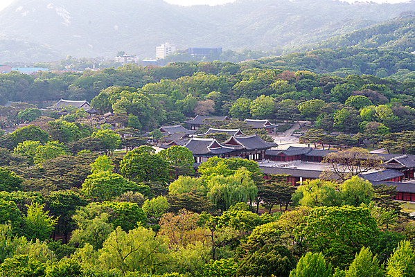 포토 JPG 주간 나무 한국건축 한옥 서울 풍경 사람없음 야외 도시풍경 궁전 도시 국내여행 창경궁 전경 국내포토 자연요소 식물 한국전통 건축 여행 고건축 한국 파일형식 탑뷰