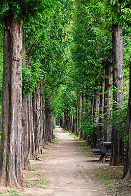 포토 JPG 주간 나무 길 서울 한국 풍경 사람없음 야외 도시풍경 산책 도시 국내여행 메타세콰이어길 하늘공원 전경 국내포토 자연요소 식물 공원 아시아 여행 휴식 메타세콰이어 파일형식 탑뷰