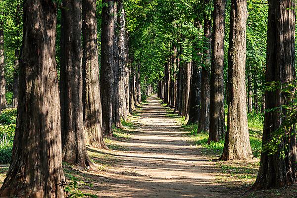 포토 JPG 주간 나무 길 서울 한국 풍경 사람없음 야외 도시풍경 산책 도시 국내여행 메타세콰이어길 하늘공원 전경 국내포토 자연요소 식물 공원 아시아 여행 휴식 메타세콰이어 파일형식 탑뷰
