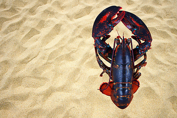 포토 JPG 해외이미지 모래 여행 사람없음 노란색 모래언덕 S 내추럴 방법 해외202004 해외포토 알파벳 컬러 언덕 파일형식