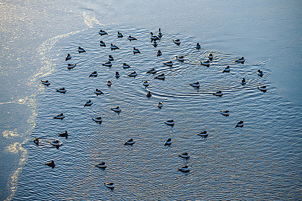 포토 JPG 주간 겨울 조류 오리 서울 한국 풍경 사람없음 야외 도시풍경 얼음 추위 도시 한강 철새 국내여행 전경 국내포토 자연요소 동물 계절 아시아 여행 랜드마크 파일형식 탑뷰