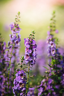 포토 JPG 해외이미지 식물 디자인 계절 꽃잎 꽃 분홍색 꽃다발 백그라운드 꽃무늬 패턴 자연 사람없음 초록색 컬러풀 보라색 봄 성장 벚꽃 신선 질감 만들기 내추럴 해외202004 해외포토 컬러 무늬 모션 생태계 파일형식