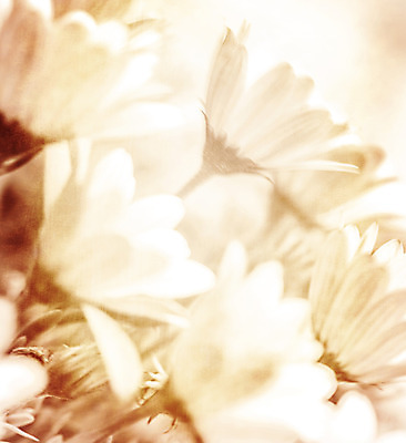 포토 JPG 해외이미지 식물 계절 꽃 분홍색 백그라운드 꽃무늬 자연 벽지 아침 추상 미술 사람없음 야외 빛 맑음 봄 들꽃 벚꽃 선택 만족 데이지 부드러움 그런지 깊이 블러 세피아 파스텔톤 몽환 스타일 해외202004 해외포토 주간 감정 컬러 컨셉 무늬 날씨 문화예술 촬영기법 감각 생태계 파일형식