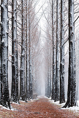 포토 JPG 주간 나무 겨울 서울 한국 풍경 사람없음 야외 도시풍경 눈 국내여행 메타세콰이어길 하늘공원 전경 국내포토 자연요소 식물 계절 공원 아시아 길 여행 날씨 도시 메타세콰이어 파일형식 탑뷰