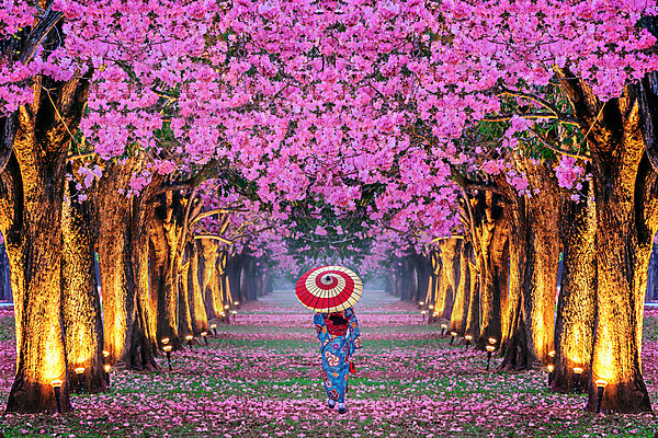 포토 JPG 해외이미지 나무 식물 계절 공원 꽃잎 꽃 길 분홍색 백그라운드 꽃무늬 농업 자연 한명 풍경 잔디 야외 초록색 빛 컬러풀 정원 일본 봄 낭만 덮개 벚꽃 개화 체리 기모노 4월 복숭아 내추럴 줄서기 해외202004 해외포토 1 공공시설 산업 아시아 컬러 컨셉 무늬 과일 모션 사람 뚜껑 날짜 일본전통의상 생태계 파일형식