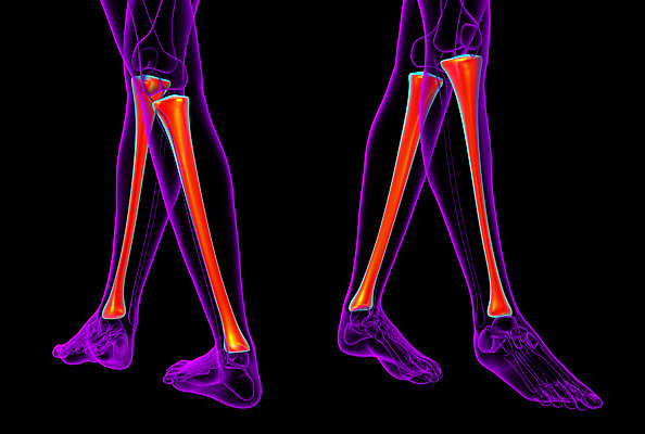 포토 JPG 해외이미지 뼈 골격 엑스레이 건강 사람 사람없음 3D 해외202004 해외포토 의학 디지털합성 파일형식