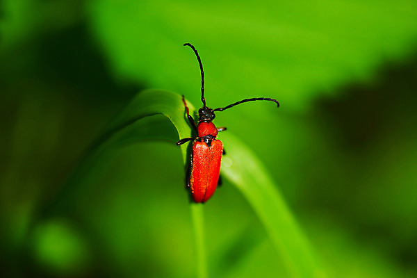 포토 JPG 해외이미지 식물 동물 1 계절 공원 행복 유럽 야생동물 곤충 백그라운드 컨셉 잎 오렌지 자연 사람없음 야외 빨간색 초록색 여름 컬러풀 약 정원 봄 신선 닫기 벌레 작음 딱정벌레 묘사 병정 리빙 내추럴 해외202004 해외포토 공공시설 감정 나라 컬러 과일 의학 모션 크기 생태계 파일형식