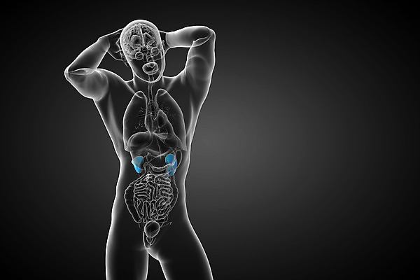 포토 JPG 해외이미지 과학 신체 해부 건강 사람 사람없음 파란색 오르간 신장 방광 염증 해외202004 해외포토 컬러 의학 건반악기 비뇨기관 질병 파일형식