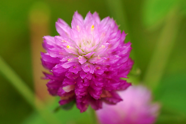 포토 JPG 해외이미지 식물 공원 꽃 야생동물 분홍색 백그라운드 패턴 밭 자연 벽지 버튼 동양인 사람없음 야외 빨간색 초록색 여름 빛 컬러풀 햇빛 노란색 지구본 정원 일본 보라색 화목 봄 활발 벚꽃 신선 그룹 닫기 작음 묘사 원예 아로마 해외202004 해외포토 동물 계절 공공시설 아시아 컬러 컨셉 무늬 농업 모션 인종 취미 태양 크기 생태계 파일형식