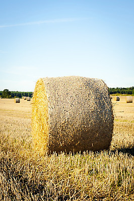 포토 JPG 해외이미지 나무 밭 농업 자연 건조 풍경 초원 사람없음 야외 농작물 농장 농경지 수확 추수 가을 볏짚 밀 보리 밀짚 밭일 호밀 해외202004 해외포토 식물 계절 산업 곡류 짚 생태계 파일형식