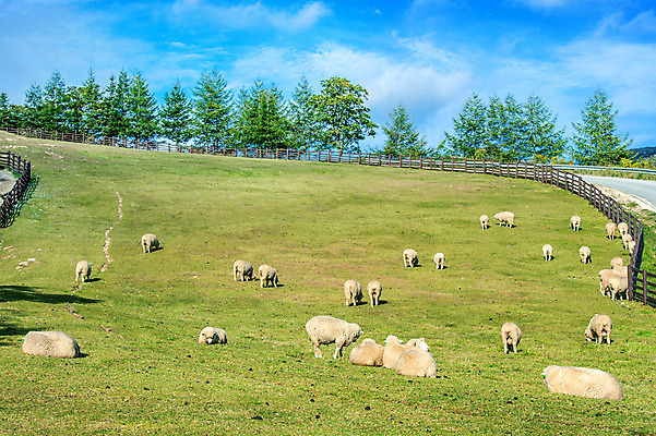 포토 JPG 해외이미지 나무 동물 구름 호수 밭 농업 자연 하늘 산 풍경 초원 사람없음 초록색 여름 파란색 햇빛 농장 농경지 쌓기 환경 계곡 맑음 가축 시골 양 군중 저녁 주식 숲 방목 언덕 양고기 산악지대 기르기 밭일 생태학 양털 찰과상 해외202004 해외포토 자연요소 식물 계절 교육 산업 컬러 포유류 모션 날씨 육류 사람 금융 태양 축산업 상처 야간 생태계 돌봄 파일형식