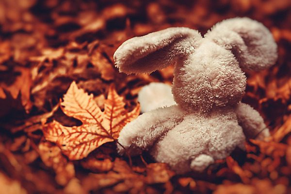 포토 JPG 해외이미지 동물 계절 공원 백그라운드 컨셉 단풍 잎 자연 건조 사람없음 야외 뒷모습 장난감 환경 고통 슬픔 수확 가을 토끼 기다림 좌절 숲 작음 버리기 향수 순환 땅바닥 옛날 우울증 혼자 해외202004 해외포토 식물 공공시설 감정 뷰포인트 농업 포유류 모션 바닥 반려동물 화장품 질병 크기 생태계 파일형식