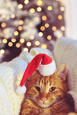 포토 JPG 해외이미지 나무 전통 라이프스타일 디자인 컨셉 크리스마스 겨울 의자 산타모자 휴식 전등 주택 실내 따뜻함 사람없음 내부 장식 반려동물 귀여움 고양이 축하 니트 안락의자 부드러움 이벤트의상 해외202004 해외포토 식물 동물 모자_잡화 옷 계절 기념일 가구 상의 포유류 조명 건물 생활 감각 파일형식