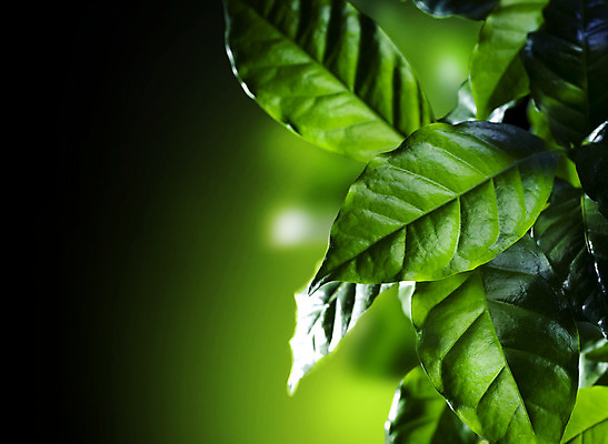 포토 JPG 해외이미지 식물 커피 음료 줄기 백그라운드 잎 자연 추상 사람없음 초록색 농장 우주 환경 정원 검은색 봄 활발 성장 신선 닫기 선택 질감 부드러움 내추럴 고립 넘어짐 생태학 아라비카 총쏘기 브라질사람 국경 해외202004 해외포토 계절 교육 컬러 컨셉 무늬 농업 모션 감각 생태계 파일형식