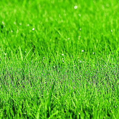 포토 JPG 해외이미지 주간 식물 근접촬영 잔디 사람없음 야외 초록색 정원 봄 물방울 해외202004 해외포토 자연요소 계절 뷰포인트 컬러 파일형식