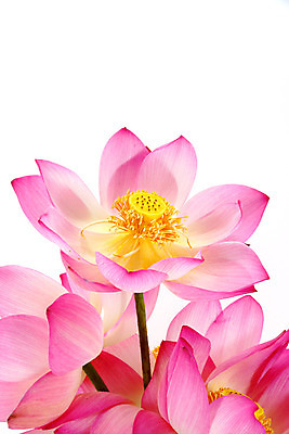 포토 JPG 해외이미지 식물 꽃잎 꽃 아시아 호수 줄기 분홍색 잎 연꽃 동양인 풍경 사람없음 초록색 정원 중국 어둠 고요 봄 벚꽃 백합 관목 수련 순수 생물학 향기 베트남 신성 동쪽 거인 내추럴 패드 이국적 해외202004 해외포토 나무 계절 교육 나라 컬러 컨셉 인종 동남아시아 방향 냄새 파일형식