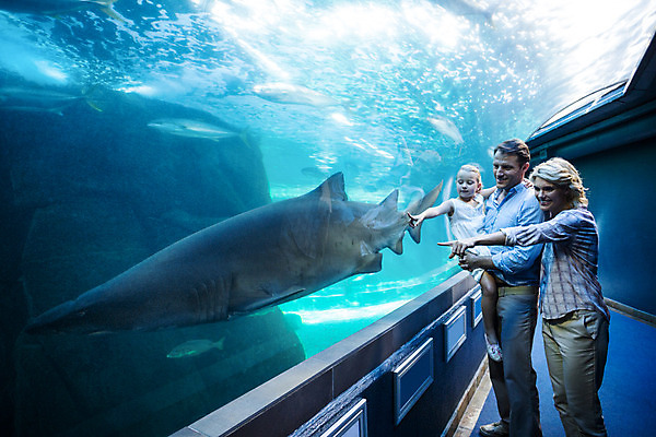 포토 JPG 해외이미지 동물 백인 라이프스타일 손 응시 여자 남자 딸 어린이 바다 40대 중년 손가락 자연 유리 엄마 실내 사랑 어류 세명 물 파란색 빛 부모 환경 수중 수영 가리킴 관찰 아빠 큼 사인 호기심 생물학 상어 수족관 보여주기 해외202004 해외포토 자연요소 서양인 시선 교육 감정 컬러 컨셉 가족 모션 재질 사람 손짓 성인 내부 생활 신체부위 수중동물 수상스포츠 크기 생태계 파일형식