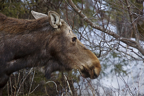 포토 JPG 해외이미지 동물 계절 공원 남자 야생동물 크리스마스 캐나다 겨울 포유류 하늘 사슴 산 뿔 사람없음 빨간색 갈색 달러 게임 황무지 숲 황소 순록 신발장 엘크 해외202004 해외포토 공공시설 기념일 컬러 돈 북아메리카 놀이 사람 소 파일형식