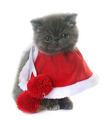 포토 JPG 해외이미지 동물 컨셉 크리스마스 사람없음 빨간색 반려동물 고양이 회색 망토 흰배경 이벤트의상 해외202004 해외포토 옷 기념일 컬러 백그라운드 포유류 흰색 파일형식
