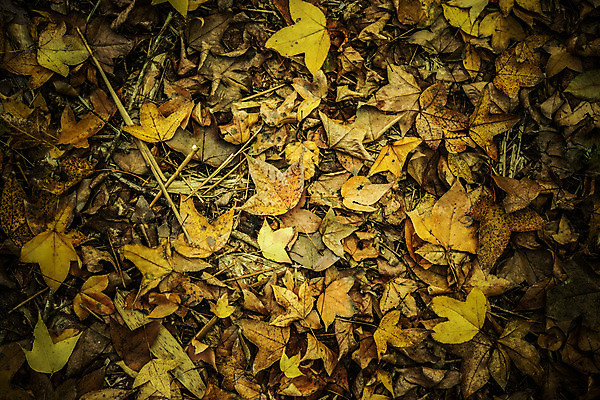 포토 JPG 해외이미지 나무 식물 계절 단풍 잎 꽃무늬 오렌지 자연 하늘 추상 프레임 건조 사람없음 야외 빨간색 파란색 햇빛 노란색 맑음 추위 덮개 가을 흰색 나뭇가지 전원 떨어짐 숲 자르기 오브젝트 싱글 질감 서리 안심 완전 해외202004 해외포토 꽃 컬러 컨셉 무늬 과일 모션 날씨 육류 태양 뚜껑 전기에너지 생태계 파일형식