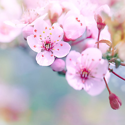 포토 JPG 해외이미지 근접촬영 사람없음 야외 빛 봄 벚꽃 소프트포커스 해외202004 해외포토 계절 꽃 뷰포인트 촬영기법 파일형식