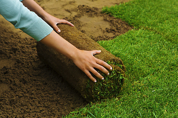 포토 JPG 해외이미지 식물 손 관리 잔디 야외 신체부위 초록색 정원 흙 롤 설치 심기 원예사 해외202004 해외포토 직업 컬러 모션 사람 파일형식