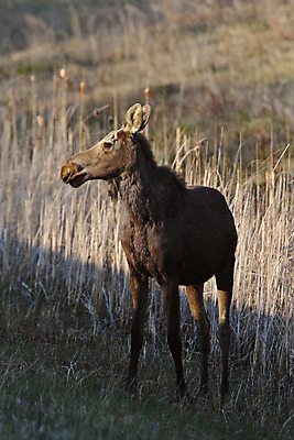 포토 JPG 해외이미지 동물 여자 야생동물 캐나다 포유류 자연 종류 풍경 사람없음 야외 가로 디지털 게임 행운 황무지 보호 생태계 사냥 서식지 내추럴 동물상 해외202004 해외포토 컨셉 북아메리카 놀이 사람 조형물 파일형식