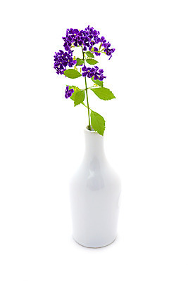 포토 JPG 해외이미지 식물 꽃잎 꽃 백그라운드 낙엽 잎 꽃무늬 농업 사람없음 초록색 여름 정원 쪽지 봄 벚꽃 개화 작음 엽서 고립 영원 이국적 조언 해외202004 해외포토 계절 산업 컬러 무늬 크기 편지 파일형식