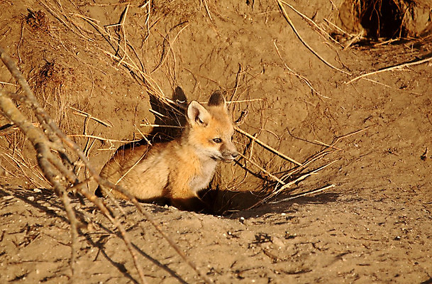 포토 JPG 해외이미지 주간 한마리 야생동물 앉기 사람없음 야외 구멍 땅 여우 해외202004 해외포토 자연요소 동물 1 포유류 모션 파일형식