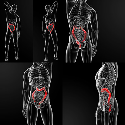 포토 JPG 해외이미지 남자 과학 신체 오렌지 일러스트 해부 건강 사람 사람없음 파란색 3D 질병 생물학 염증 강조 해외202004 해외포토 교육 컬러 과일 의학 디지털합성 파일형식