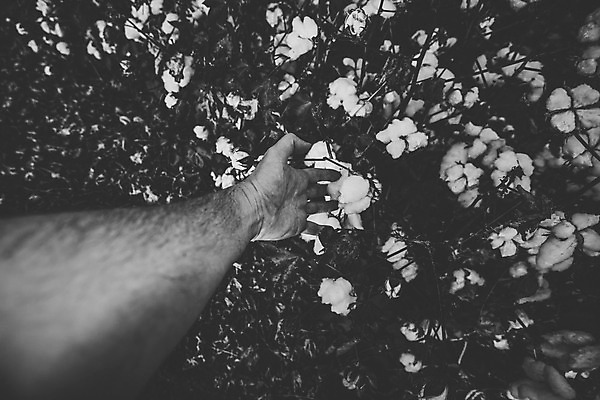 포토 JPG 해외이미지 식물 꽃 산업 줄기 밭 농업 공 자연 씨앗 사람없음 농작물 농장 환경 수확 성장 흰색 나뭇가지 직물 면 호주 매끈함 천 순수 유기농 질감 날것 부드러움 섬유 솜털 알레르기 밭일 숙성 세련 해외202004 해외포토 나무 웰빙 컬러 컨셉 감각 오세아니아 질병 생태계 파일형식