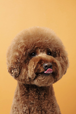 포토 JPG 스튜디오촬영 동물 한마리 반려견 실내 누끼 근접촬영 사람없음 앞모습 반려동물 귀여움 개 강아지 푸들 반려 갈색배경 스탠다드푸들 국내포토 1 뷰포인트 백그라운드 컨셉 포유류 내부 갈색 파일형식