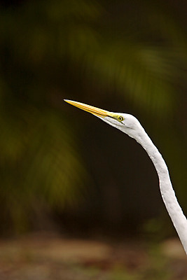 포토 JPG 해외이미지 동물 야생동물 북아메리카 자연 조류 종류 사람없음 가로 세로 여름 컬러풀 디지털 흰색 행운 보호 습지 큼 생태계 서식지 철새 내추럴 동물상 플로리다 해외202004 해외포토 계절 컬러 컨셉 아메리카 조형물 미국 크기 파일형식