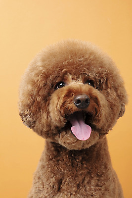 포토 JPG 스튜디오촬영 동물 한마리 반려견 실내 누끼 근접촬영 사람없음 앞모습 반려동물 귀여움 개 강아지 푸들 반려 갈색배경 스탠다드푸들 국내포토 1 뷰포인트 백그라운드 컨셉 포유류 내부 갈색 파일형식