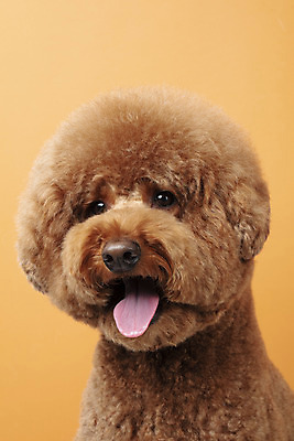포토 JPG 스튜디오촬영 동물 한마리 반려견 실내 누끼 근접촬영 사람없음 앞모습 반려동물 귀여움 개 강아지 푸들 반려 갈색배경 스탠다드푸들 국내포토 1 뷰포인트 백그라운드 컨셉 포유류 내부 갈색 파일형식