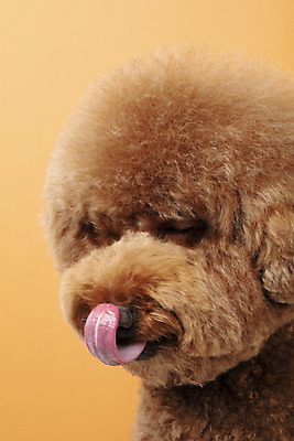 포토 JPG 스튜디오촬영 동물 한마리 반려견 실내 누끼 근접촬영 사람없음 옆모습 반려동물 귀여움 개 강아지 푸들 반려 갈색배경 스탠다드푸들 국내포토 1 뷰포인트 백그라운드 컨셉 포유류 내부 갈색 파일형식