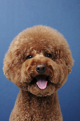 포토 JPG 스튜디오촬영 동물 한마리 반려견 실내 누끼 근접촬영 사람없음 앞모습 반려동물 귀여움 개 강아지 푸들 반려 남색배경 스탠다드푸들 국내포토 1 뷰포인트 백그라운드 컨셉 포유류 내부 남색 파일형식