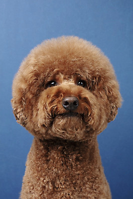 포토 JPG 스튜디오촬영 동물 한마리 반려견 실내 누끼 근접촬영 사람없음 앞모습 반려동물 귀여움 개 강아지 푸들 반려 남색배경 스탠다드푸들 국내포토 1 뷰포인트 백그라운드 컨셉 포유류 내부 남색 파일형식