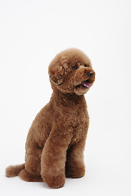 포토 JPG 스튜디오촬영 동물 한마리 반려견 실내 누끼 사람없음 옆모습 반려동물 귀여움 개 강아지 흰배경 푸들 반려 스탠다드푸들 국내포토 1 뷰포인트 백그라운드 컨셉 포유류 내부 흰색 파일형식