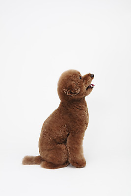 포토 JPG 스튜디오촬영 동물 한마리 반려견 실내 누끼 사람없음 옆모습 반려동물 귀여움 개 강아지 흰배경 푸들 반려 스탠다드푸들 국내포토 1 뷰포인트 백그라운드 컨셉 포유류 내부 흰색 파일형식