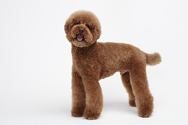 포토 JPG 스튜디오촬영 동물 한마리 반려견 실내 누끼 사람없음 옆모습 반려동물 귀여움 개 강아지 흰배경 푸들 반려 스탠다드푸들 국내포토 1 뷰포인트 백그라운드 컨셉 포유류 내부 흰색 파일형식