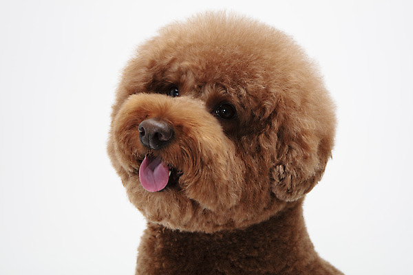 포토 JPG 스튜디오촬영 동물 한마리 반려견 실내 누끼 근접촬영 사람없음 옆모습 반려동물 귀여움 개 강아지 흰배경 푸들 반려 스탠다드푸들 국내포토 1 뷰포인트 백그라운드 컨셉 포유류 내부 흰색 파일형식