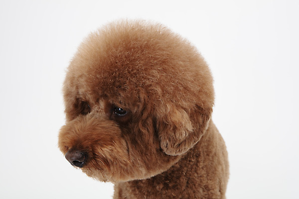 포토 JPG 스튜디오촬영 동물 한마리 반려견 실내 누끼 근접촬영 사람없음 옆모습 반려동물 귀여움 개 강아지 흰배경 푸들 반려 스탠다드푸들 국내포토 1 뷰포인트 백그라운드 컨셉 포유류 내부 흰색 파일형식