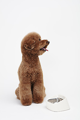 포토 JPG 스튜디오촬영 동물 한마리 반려견 실내 누끼 사람없음 앞모습 반려동물 귀여움 개 강아지 흰배경 푸들 밥그릇 반려 스탠다드푸들 국내포토 1 그릇 뷰포인트 백그라운드 컨셉 포유류 내부 흰색 파일형식